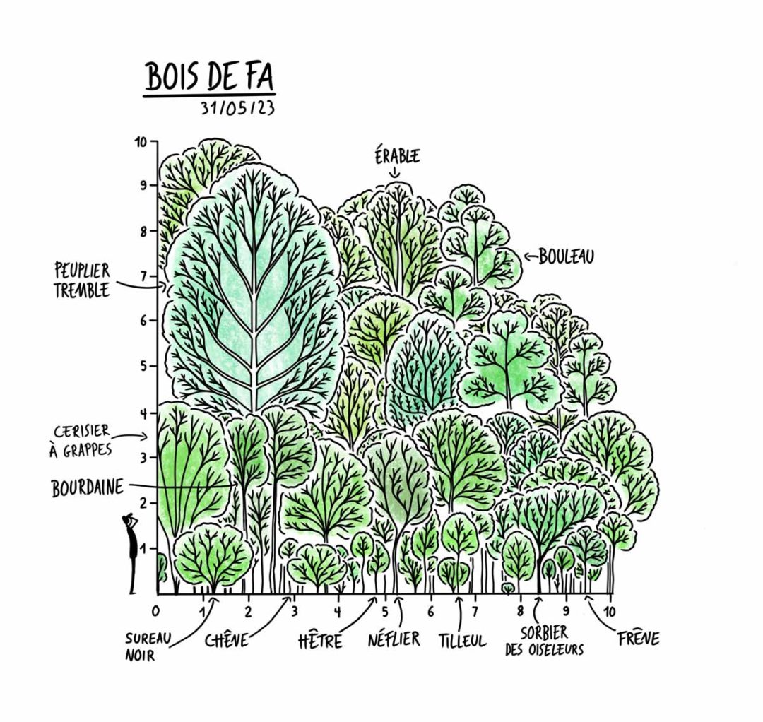 Étude des forêts Miyawaki