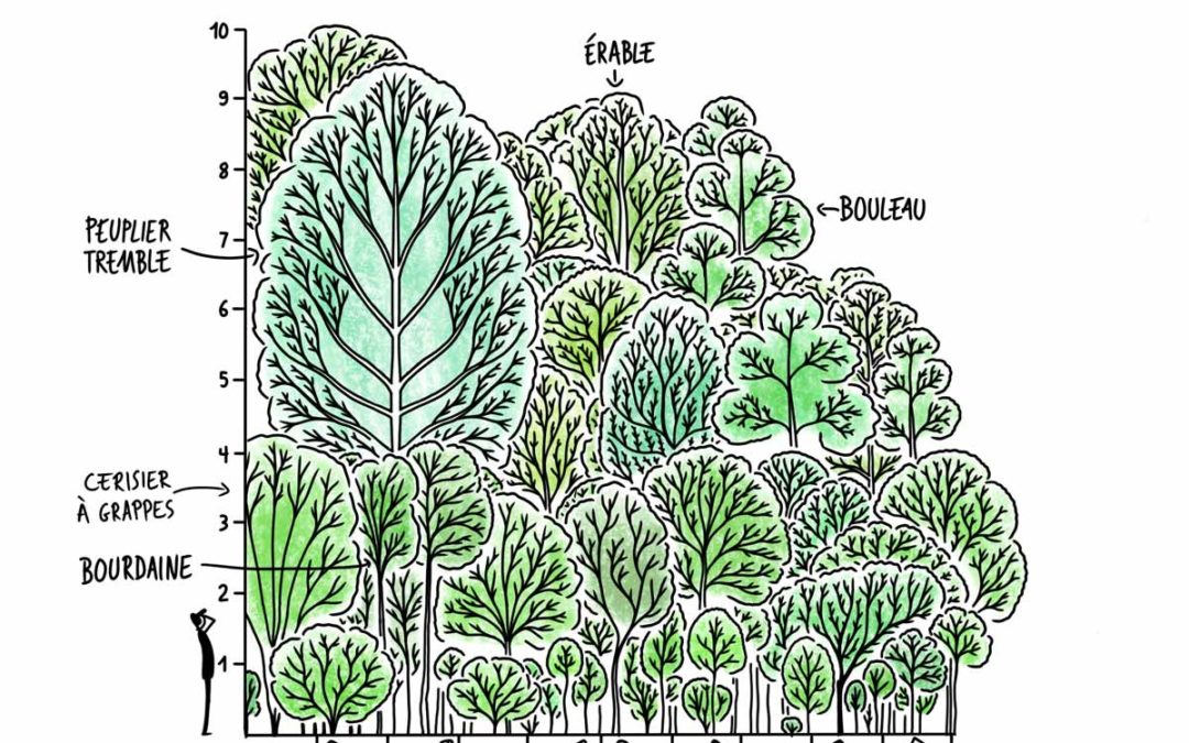 Étude des forêts Miyawaki