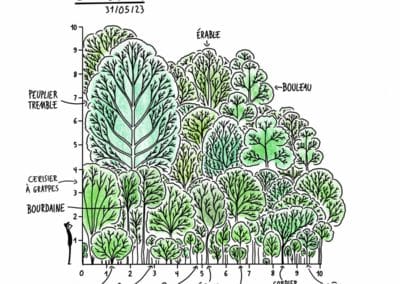 Étude des forêts Miyawaki