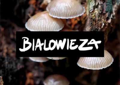 Bialowieza, la disparition